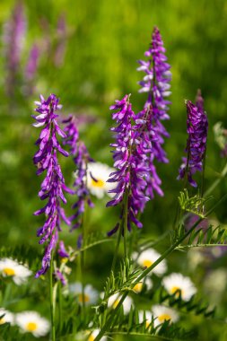 Vetch, vicia cracca değerli bal bitkisi, yem ve tıbbi bitki. Kırılgan mor çiçek arkaplanı. Yünlü ya da Fodder Vetch bahar bahçesinde çiçek açar..