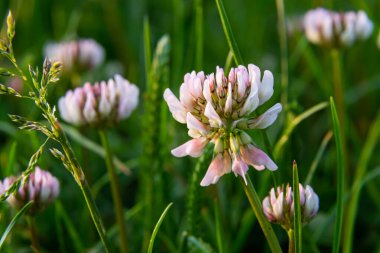 Beyaz yonca çiçekleri. Fabaceae daimi bitkileri. Nisan-Temmuz çiçek mevsimidir ve aynı zamanda bir yem, yeşil gübre ve nektar bitkisidir..