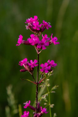 Silene viscaria, Viscaria vulgaris, Caryophyllaceae. Yazın vahşi bitki vuruşu..