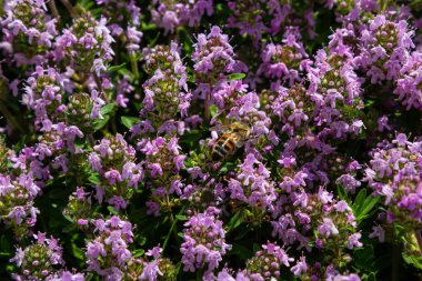 Çiçekli kokulu Thymus Serpilllum, Breckland yabani kekik, sürünen kekik, ya da elf kekik yakın çekim, makro fotoğraf. Güneşli bir günde tarlada güzel yiyecekler ve tıbbi bitkiler.