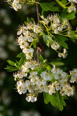 Orta kara dikenli bir dalın ya da krataegus laevigata 'nın bulanık bir arka planı olan şifalı otlar ve tıbbi bitkiler bahçesinde çekilmiş yakın plan fotoğrafı..