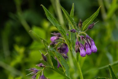 Çayırda, yabani otların arasında Comfrey Symphytum officinale çiçek açıyor..