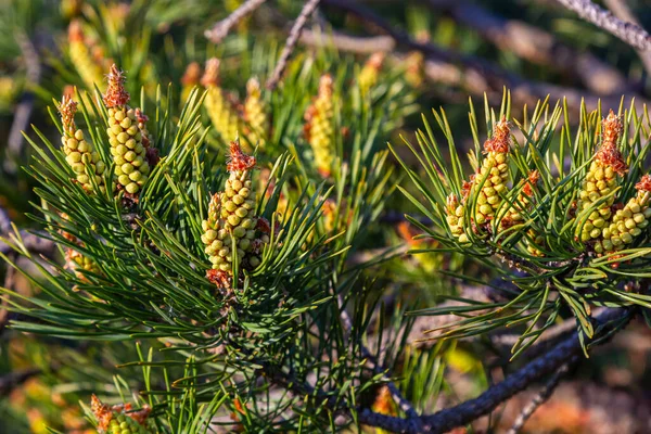 Sylvestris Scotch European Red Pine Scotts Nebo Baltic Pine Detailní — Stock fotografie
