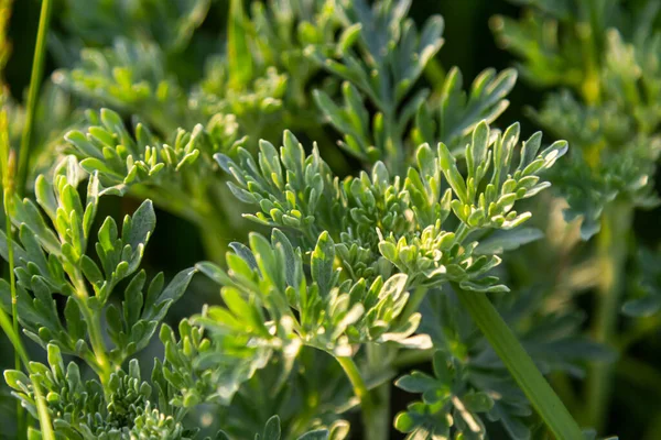 Gümüş yeşili Wormwood arka planda kalır. Artemisia Absinthium, bitkisel mutfak bahçesindeki pelin otu bitkisi, kapat, makro.