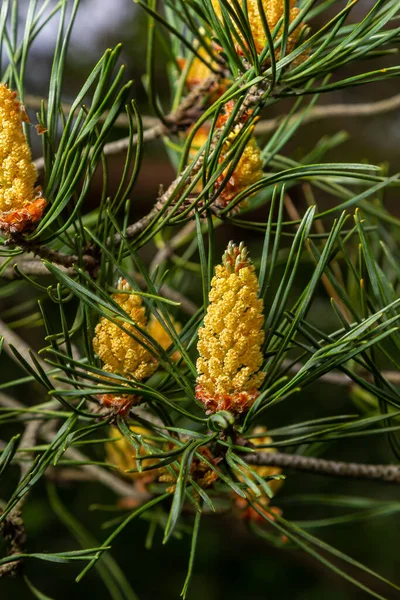 베스트 스코트 Sylvestris Scotch European Red Pine Scots 소나무이다 매크로 — 스톡 사진