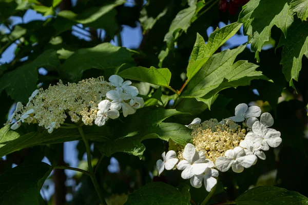 ゲルダー ローズ ブッシュ 庭の写真 ビブルナムの花 — ストック写真