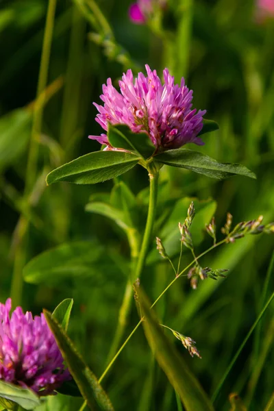 Trifolium pratense, kırmızı yonca. Yazın çayırdaki değerli çiçekleri toplayın. Şifalı ve bal taşıyan bitki, yem ve halk tıbbında tıbbi olarak yontulmuş yabani otlar..