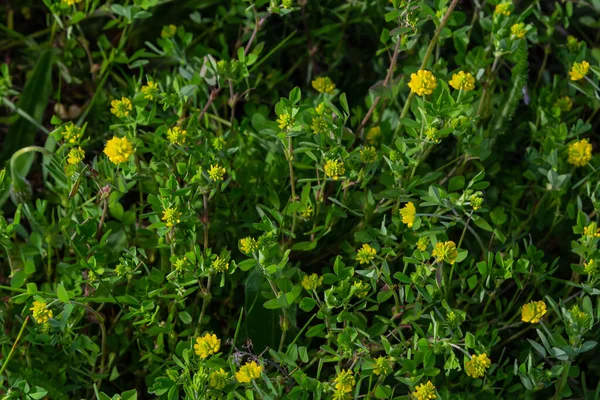 Trifólium Campestre Vagy Hop Trefoil Virág Közelről Sárga Vagy Arany — Stock Fotó