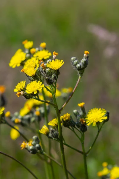 Jasně Žlutý Pilosella Caespitosa Nebo Meadow Hawkweed Květina Zblízka Hieracium — Stock fotografie