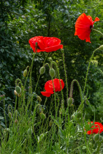 Червоний Мак Щорічний Трав Янистий Квітучий Рослина Родини Papaveraceae Червоними — стокове фото