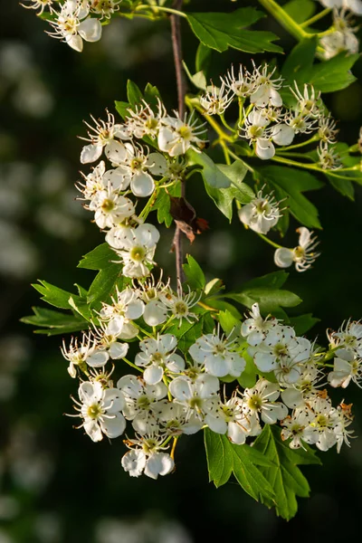 Orta kara dikenli bir dalın ya da krataegus laevigata 'nın bulanık bir arka planı olan şifalı otlar ve tıbbi bitkiler bahçesinde çekilmiş yakın plan fotoğrafı..