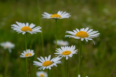 Çayırda yetişen papatya çiçekleri, beyaz papatyalar. Oxeye papatya, Leucanthemum vulgare, Papatya, Dox-eye, Common papatya, Dog papatya, Bahçe konsepti.