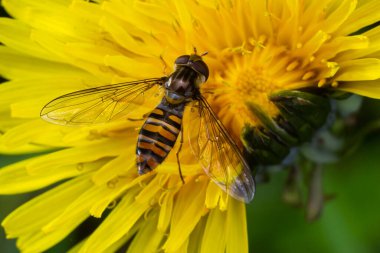 Marmelat Hoverfly Episyrphus balteatus ayırt edici turuncu siyah desen, sarı çiçek üzerinde dinleniyor, yeşil arkaplan.