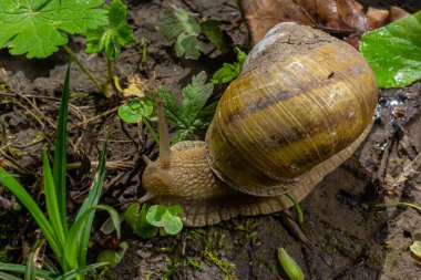 Helix pomatia ayrıca Romalı salyangoz, Burgundy salyangozu, yenilebilir salyangoz veya salyangoz, Helicidae familyasından bir karasal pulmonat yumuşakçasıdır..