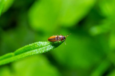 Kahverengi kıllı bir böcek, Athous hemoroidalis, ormanda yeşil bir yaprağın üzerinde oturuyor..