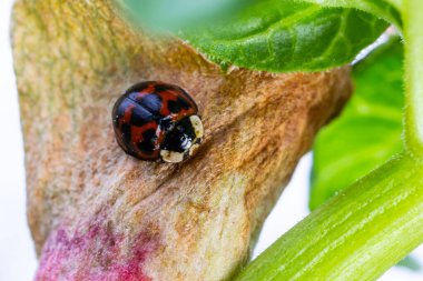 Asyalı uğur böceği Namitento, Harmonia axyridis ve siyah turuncu lekeler ormanda otururken Sunny açık havada makro fotoğraf çekiyor..