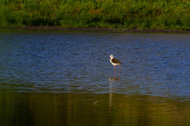 Şirin uzun bacaklı kuş. Renkli doğa arka planı Kara kanatlı Stilt Himantopus himantopus.