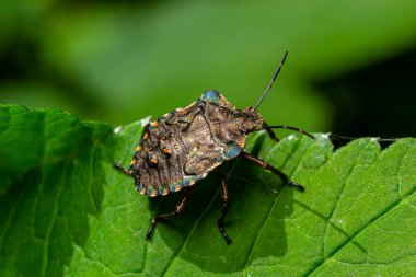 Kahverengi bir orman böceğinin ya da yeşil yapraklı kırmızı bacaklı bir kalkanböceğinin yakından çekimi, Pentatoma rufipes.