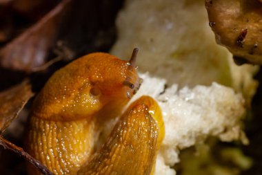 Slug, Dusky Arion, Arion subfuscus, karasal salyangoz ormanda mantar yiyor..