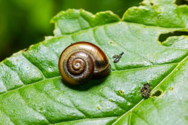 Oxychilus alliarius, yaygın olarak sarımsaklı salyangoz ya da sarımsaklı cam salyangoz olarak bilinir..