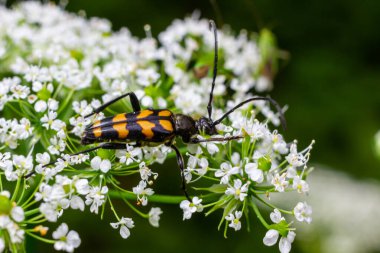Benekli bir uzun boynuzlu böceğe yakın çekim, Leptura maculata vahşi bir havucun beyaz çiçeğine, Daucus carota.