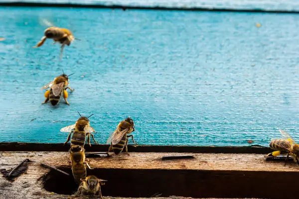 Ομάδα Μελισσών Κοντά Μια Κυψέλη Πτήση Ξύλινη Κυψέλη Και Μέλισσες — Φωτογραφία Αρχείου