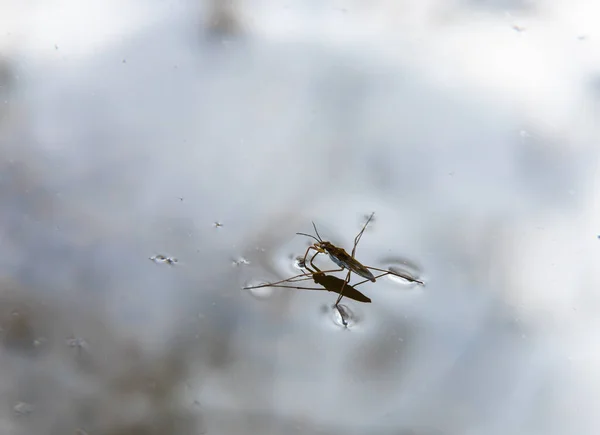 stock image Insect Gerris lacustris, known as common pond skater or common water strider is a species of water strider, found in Europe have ability to move quickly on the water surface and have hydrophobic legs.