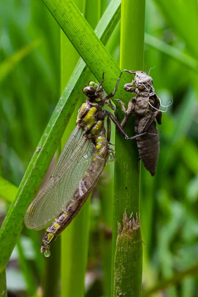 Larva yusufçuğu gri kabuğu. Gomphus vulgatissimus 'un Nymphal Exuvia' sı. Exuvia 'dan sarkan beyaz iplikler trakeae çizgileri. Exuviae, kuru dış kaplama çimen yaprağı üzerinde.