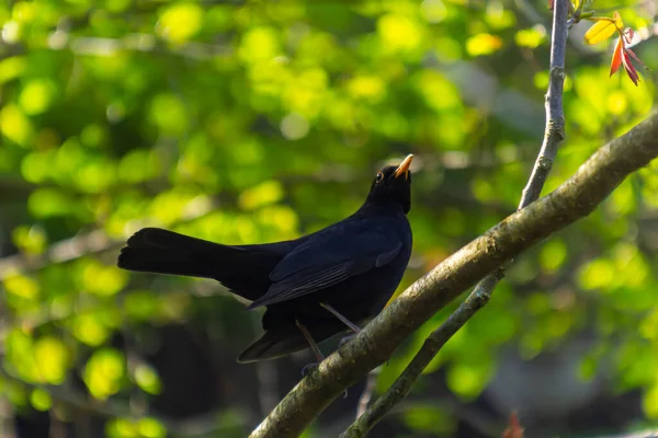 Samiec Blackbird Turdus Merula Siedzący Gałęzi Drzewa — Zdjęcie stockowe