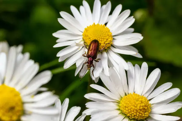 Uzun antenli bir su yaprak böceği. Donacia reticulata, Chysomelidae ailesinden..