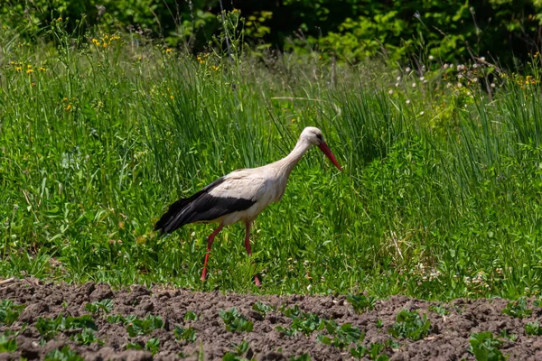 White Stork Ciconia Ciconia Bird Hunting Grassy Swamp — Stock Photo, Image