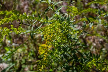 Ağustos ayında sarı Solidago çiçekleri. Solidago canadensis, Asteraceae familyasından uzun ömürlü bir bitki türü..