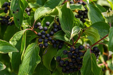 Cornus sanguinea is a perennial plant of the sod family. A tall shrub with small flowers and black inedible berries. Turf-well is grown as an ornamental plant. clipart