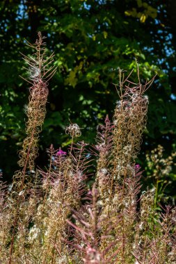 Kurumuş beyaz bir ateş tohumunun başını ya da Willowhere ya da Rosebay Willowhere Chamaenerion Angustifolium 'u kapatın. Bulanık bir altın kahverengi arka plan..