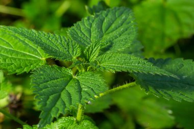 Yeşil yapraklı ısırgan otu dioksiti doğal çalılıklarda yetişir..