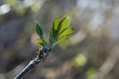 Bahar başında bir ağaç dalında tomurcuklanan tomurcuklar. Baharın başlarında, arka planda bulanık bir dal. İlk bahar yeşillikleri.