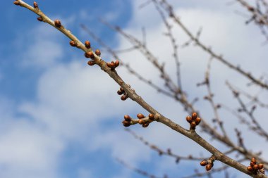 Bahar başında bir ağaç dalında tomurcuklanan tomurcuklar. Baharın başlarında, arka planda bulanık bir dal. İlk bahar yeşillikleri.