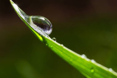 Yeşil çimlerin üzerine su damlaları. Sabah çiği, sulama bitkileri. Yağmurdan sonra yapraklara damlayan nem. Çevresel bir temanın güzel yeşil arkaplanı.