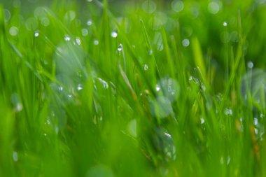 Yeşil çimlerin üzerine su damlaları. Sabah çiği, sulama bitkileri. Yağmurdan sonra yapraklara damlayan nem. Çevresel bir temanın güzel yeşil arkaplanı.