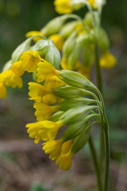 Sarı Primula veris inek ayağı, yaygın inek ayağı, yumuşak yeşil arka planda inek ayağı çuha çiçeği..