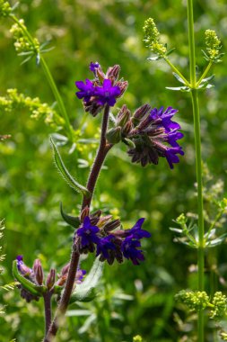 Anchusa officinalis, yaygın olarak bugloss veya yeşil arka planlı alkanet olarak bilinir..