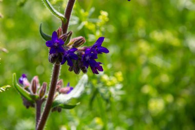 Anchusa officinalis, yaygın olarak bugloss veya yeşil arka planlı alkanet olarak bilinir..
