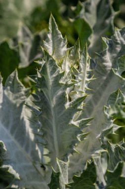 Onopordum acanthium Haziran 'da erken çiçek açar. Onopordum akanthium, pamuk devedikeni, İskoç devedikeni, Asteraceae familyasından bir çiçektir..