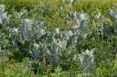 Onopordum acanthium Haziran 'da erken çiçek açar. Onopordum akanthium, pamuk devedikeni, İskoç devedikeni, Asteraceae familyasından bir çiçektir..