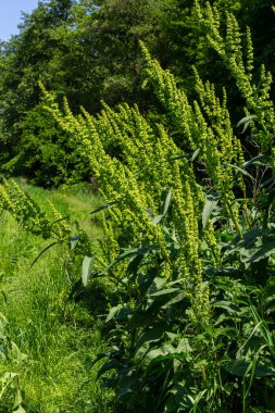 Rumex Konferansı 'nın bir parçası. Kökünde kuru tohumlarla vahşi doğada yetişiyor..