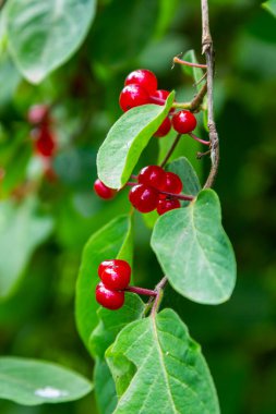 Festive Holiday Honeysuckle Branch with Red Berries Lonicera xylosteum.