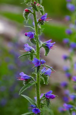 Viper 'ın böcek ilacı ya da yabani ot Echium vulgare doğal yeşil arka planda çayırda çiçek açıyor. Makro. Seçici odaklanma. Ön görünüm.