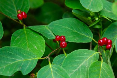 Festive Holiday Honeysuckle Branch with Red Berries Lonicera xylosteum.