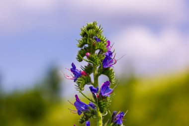 Viper 'ın böcek ilacı ya da yabani ot Echium vulgare doğal yeşil arka planda çayırda çiçek açıyor. Makro. Seçici odaklanma. Ön görünüm.