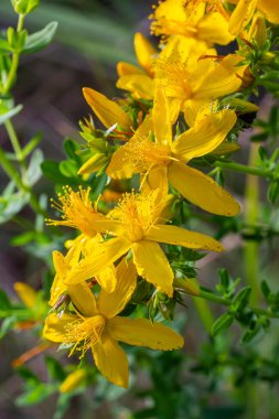 Hypericum perforatum sarı çiçeklerine yakın plan, bitkisel bir ilaç..